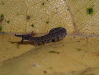 Media type: image; Invertebrate Zoology 152095